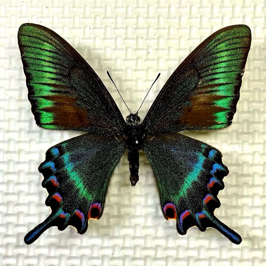 蝶標本　北海道産ミヤマカラスアゲハ春型♂ 採集品　後翅鮮やかな紅色三日月紋　珍品 蝶標本 北海道産ミヤマカラスアゲハ春型♂ 採集品 後翅鮮やかな紅色