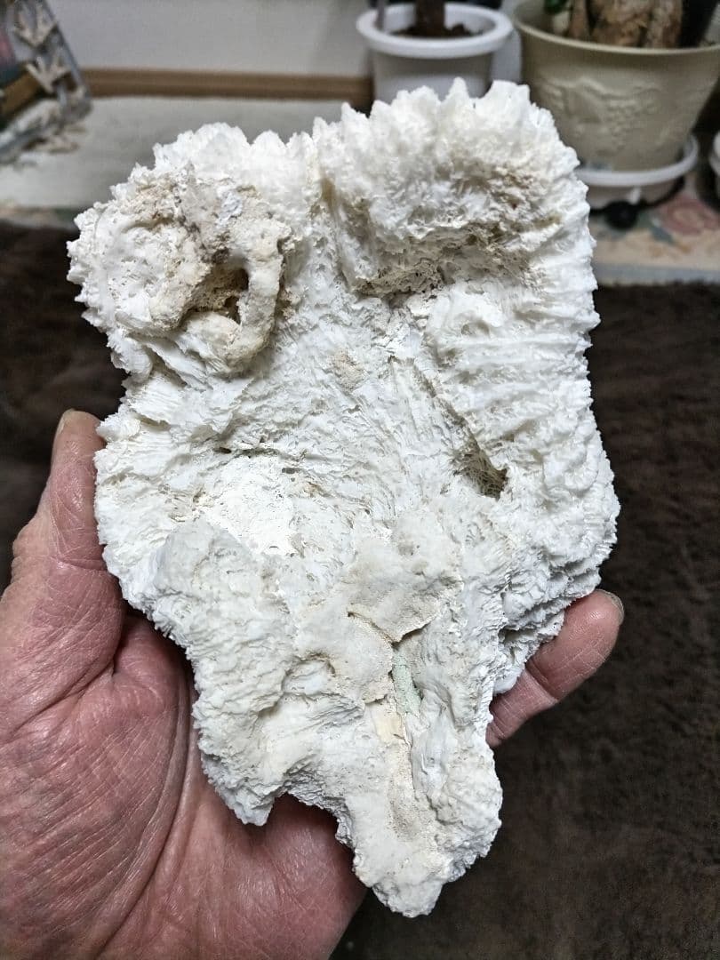 ホワイトサンゴ 自然形状 アクアリウム用