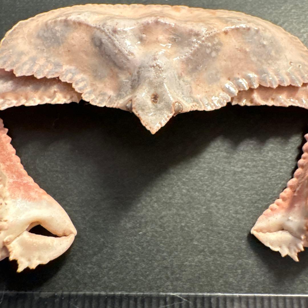 希少生物！？ 蟹 カニ 剥製 標本 カワリヒシガニ ヒシガニ系 甲殻類 自然