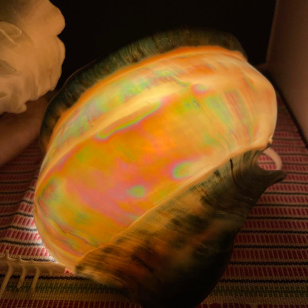 夜光貝 シェルランプ インテリア 飾り物 アクセサリー オブジェ