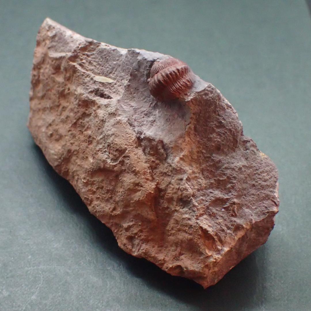 赤い三葉虫の化石 プロエトペルティス モロッコ産 本物保証 虫 の 化石