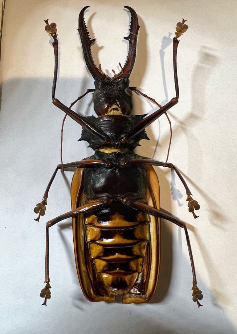 もんちゃ様専用 ペルー オオキバB品標本 162mm弱 コーカサスオオカブト