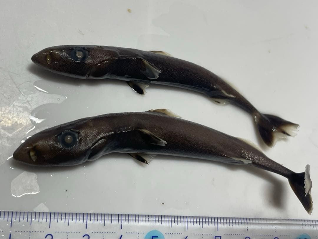 超希少！ダルマザメ液浸標本 超希少！ダルマザメ液浸標本｜クッキー