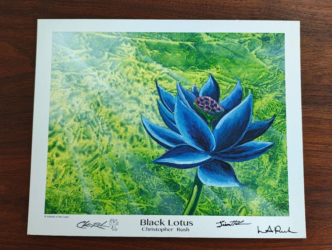 ブラックロータス　アートプリント　 Black Lotus MTG MTG Black Lotus ブラックロータス アートプリント