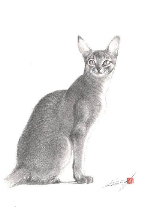 鉛筆アート「アビシニアン」オリジナル、真筆、1点物