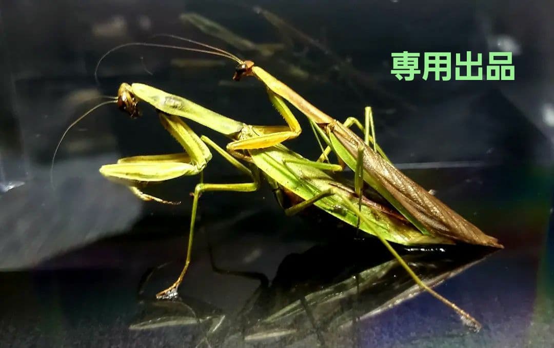 外国産オサムシ標本】イボカブリモドキ/甘粛省.文県南山産/39.6mm