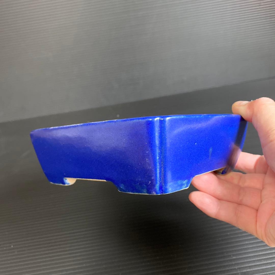 柴勝　小品盆栽