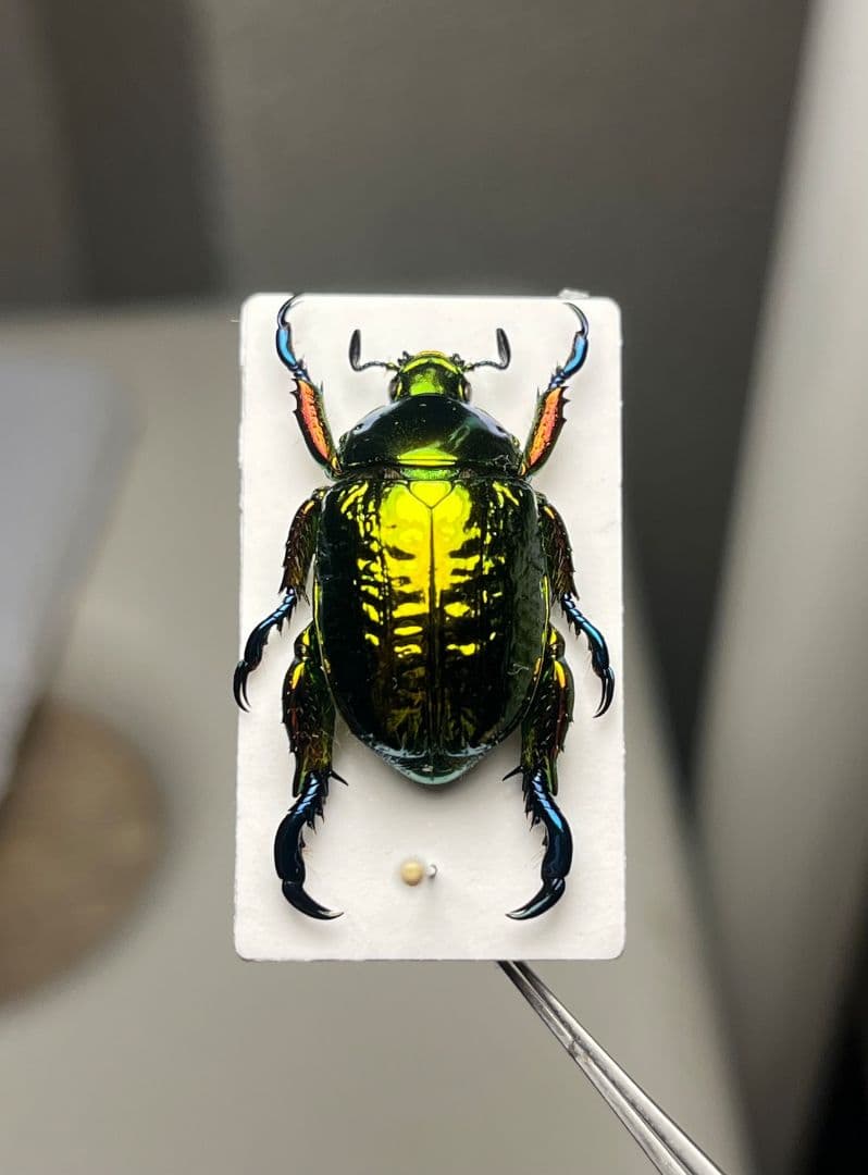 属内最高峰】Pelidnota cyanitarsis 標本 プラチナコガネ - メルカリ