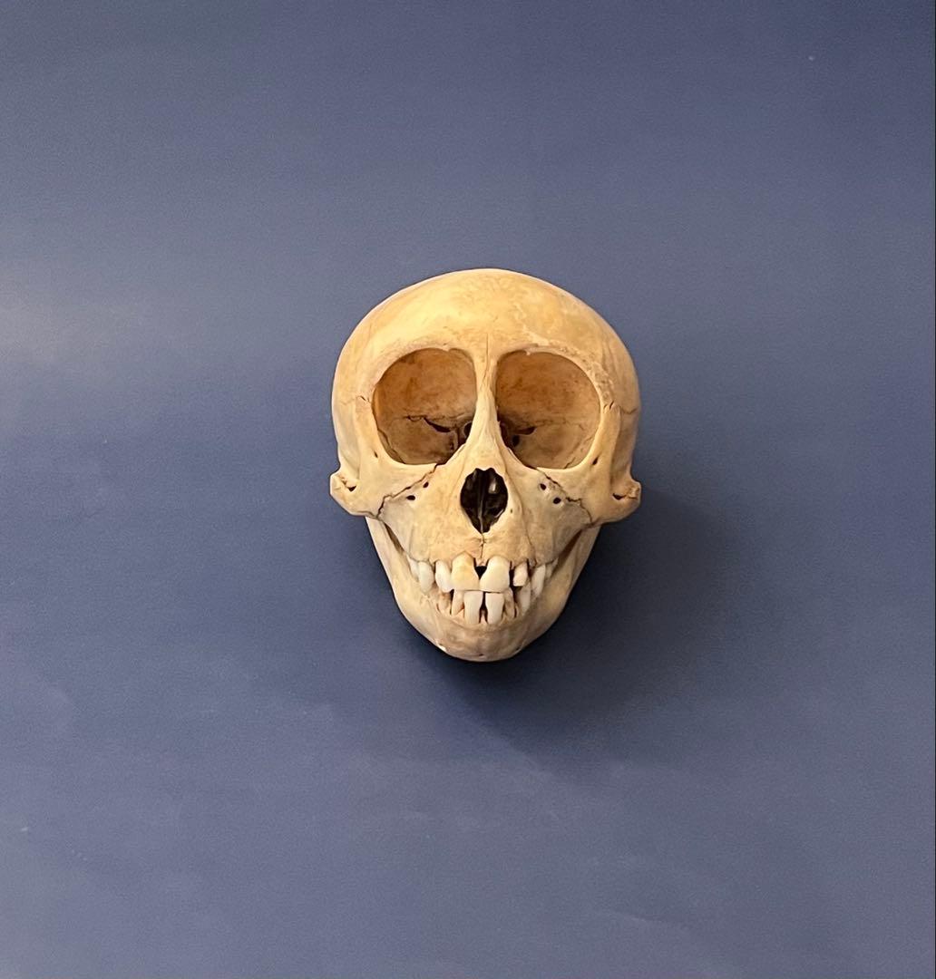 猿の頭蓋骨 骨格標本 - メルカリ
