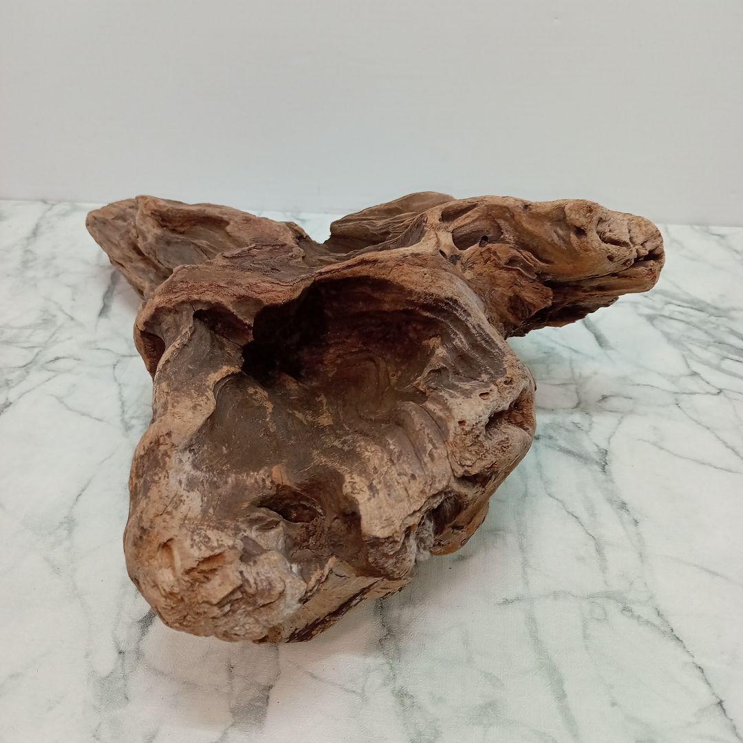 アク抜き済み流木【733】