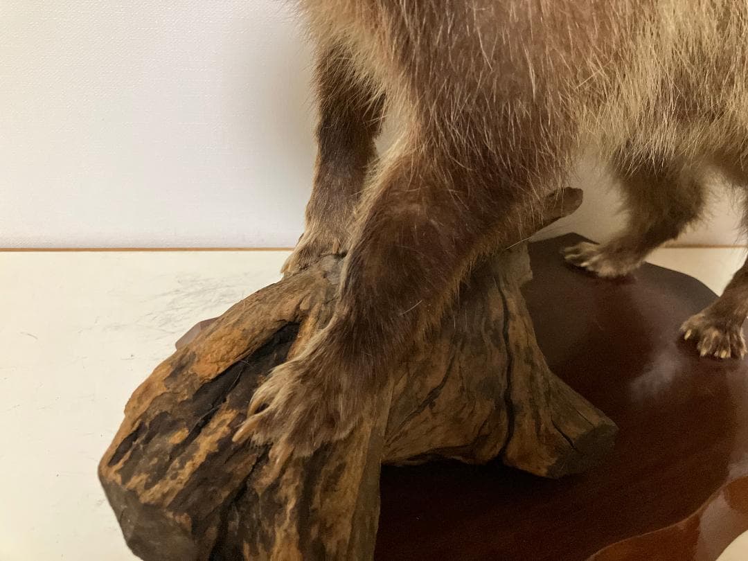 狸の剥製：種の保存法に該当しない動物 - メルカリ