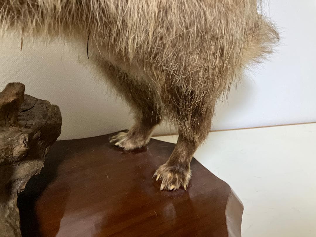 狸の剥製：種の保存法に該当しない動物 - メルカリ