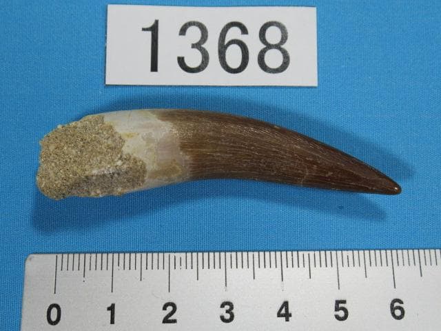 プレシオサウルスの歯　62ｍｍ　恐竜　No.1368 即納☆プレシオサウルス類 スカル 化石標本☆海生爬虫類 頭骨 頭蓋骨