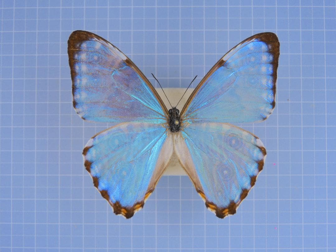 Brazil Morpho portis thamyris 71mm