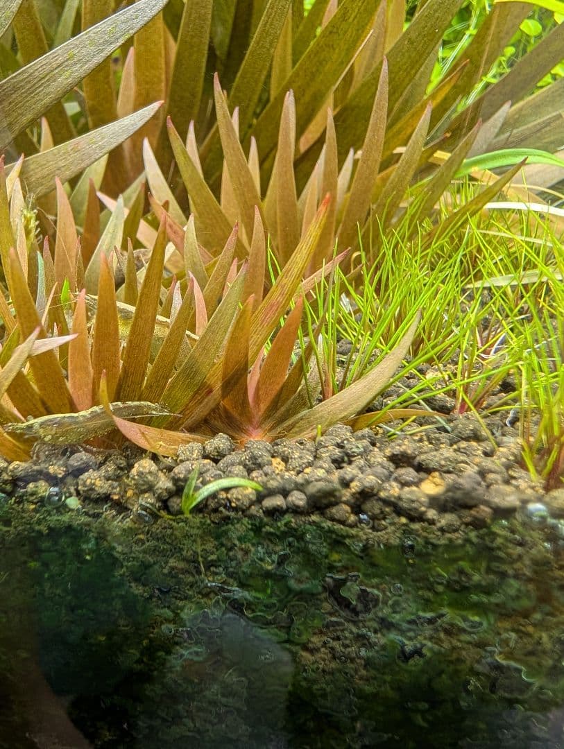 特価xyris sp red水中葉子株1株水草ADA水槽