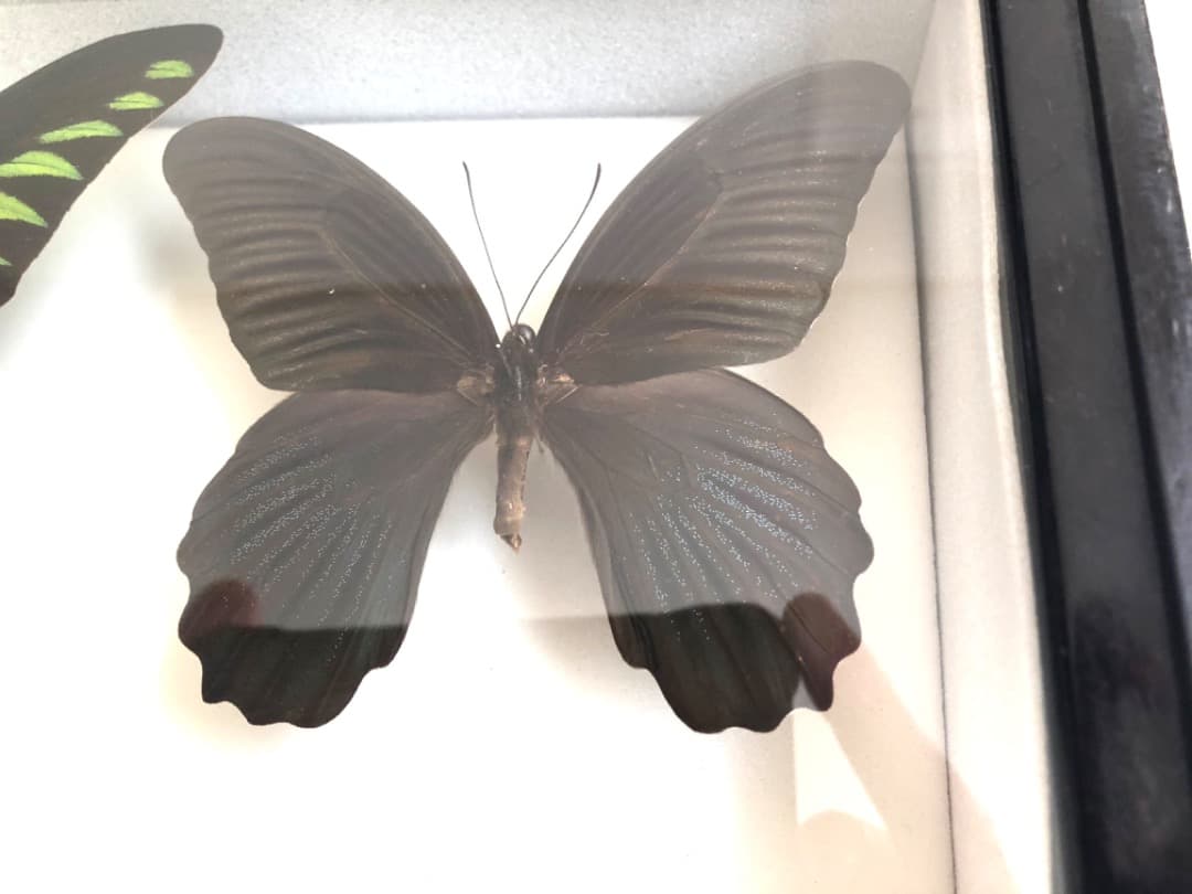 【大型 ドイツ箱・昭和41年印・当時物】蝶 大型 標本 レア 貴重