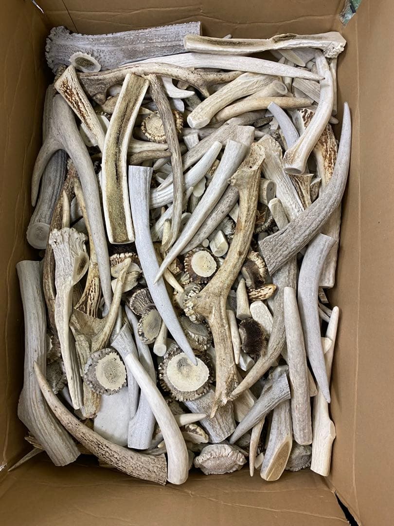 鹿の角　鹿のツノ　鹿角　鹿ツノ　蝦夷鹿の角　バンドメイド　クラフト　素材