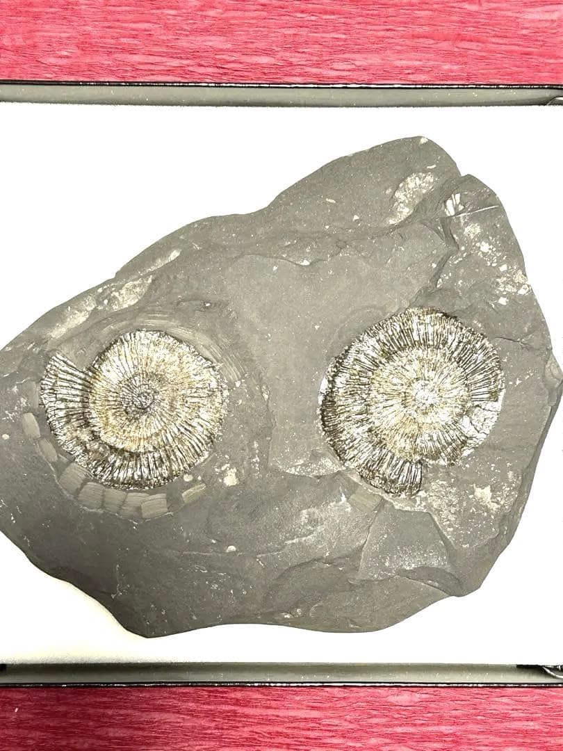 新品1億8000万年前アンモナイト化石2点 ドイツホルツマーデンハウフ化石