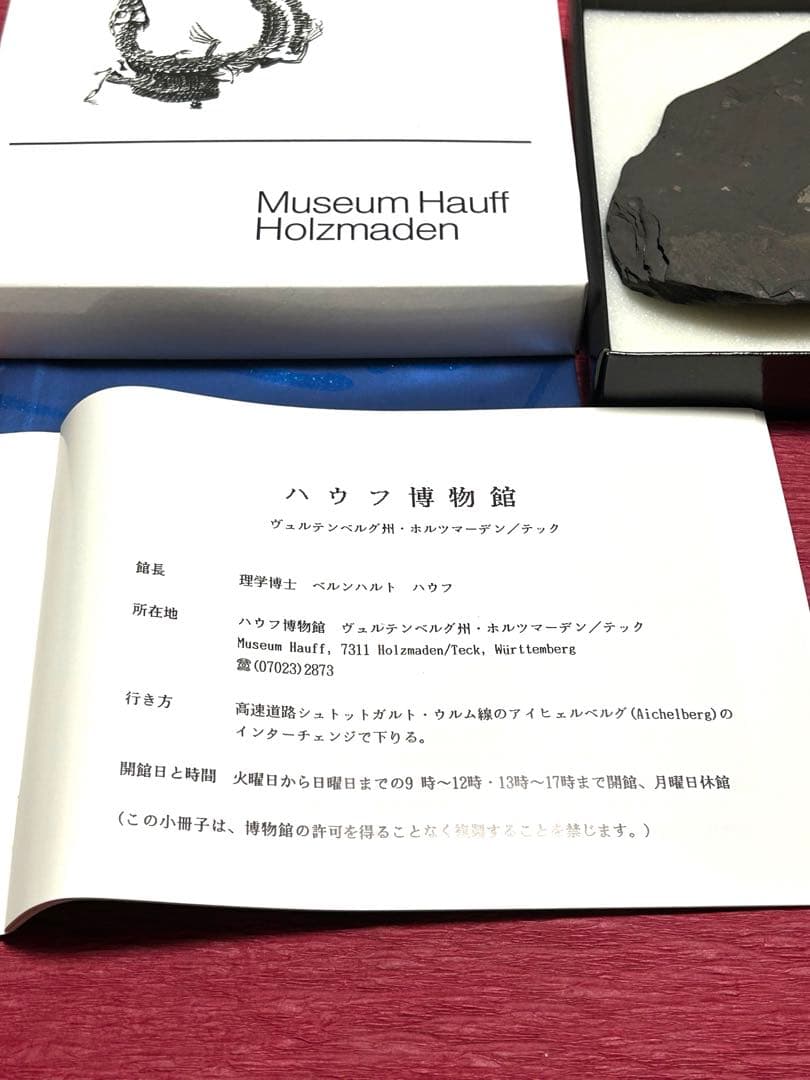 新品1億8000万年前アンモナイト化石2点 ドイツホルツマーデンハウフ化石