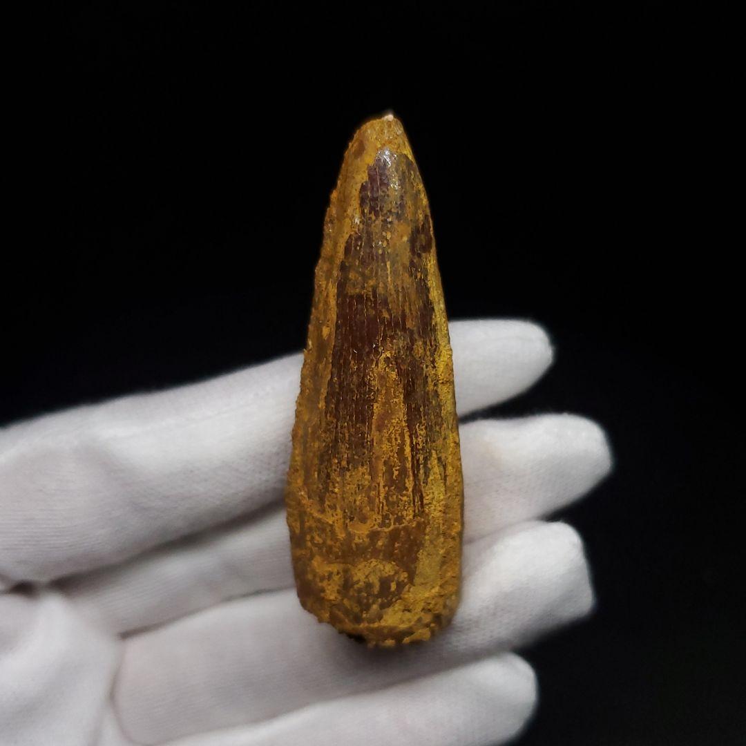 スピノサウルス 本物 モロッコ産 54.02mm sp477