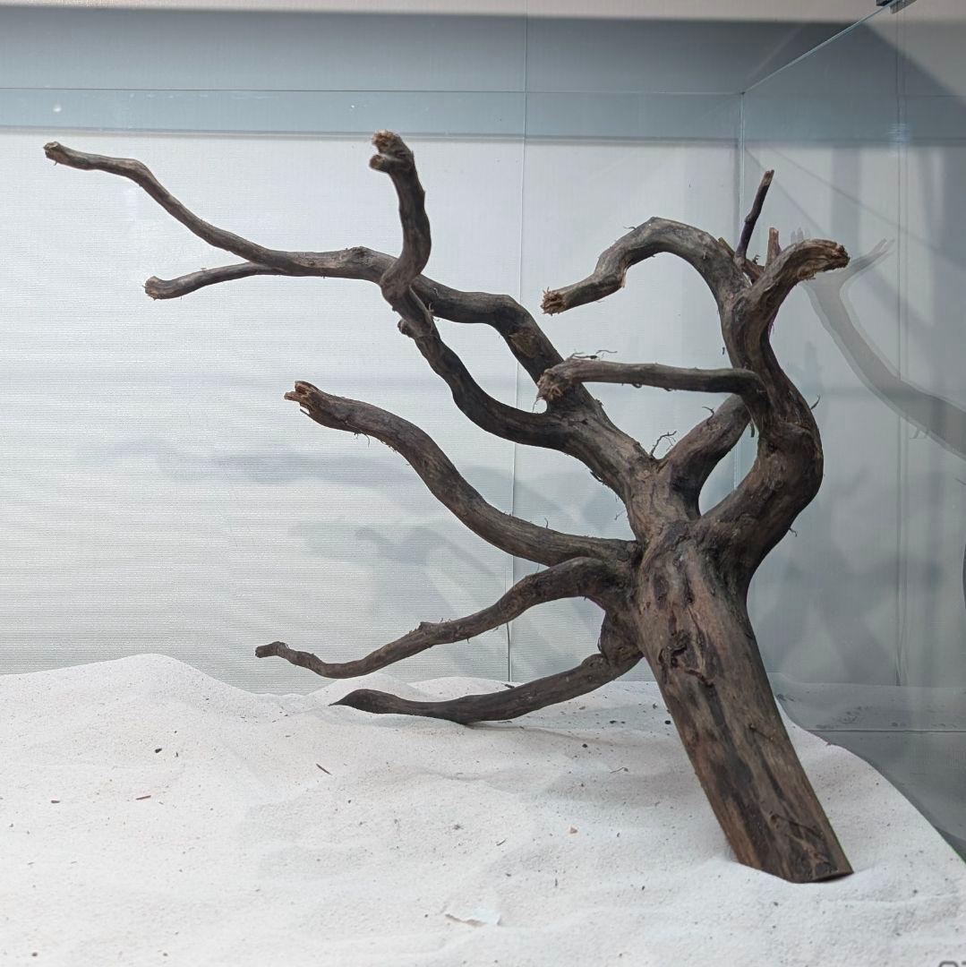 ブラックスマトラブランチ【BSB265】アクアリウム まとめ買い対応可