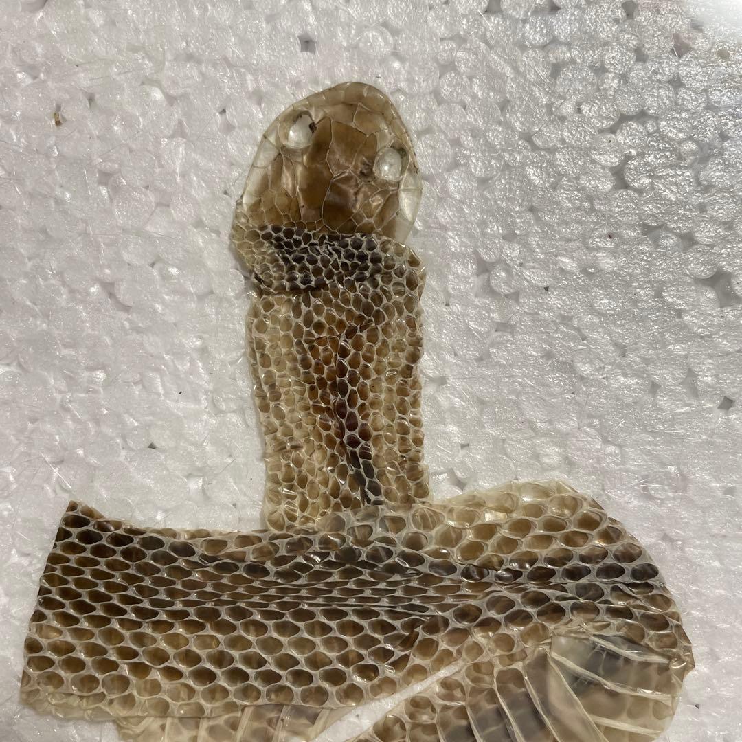 蛇 巳年 シマヘビ全長100cm 抜け殻 破れなし 商売繁盛 寿 運気上昇 金運