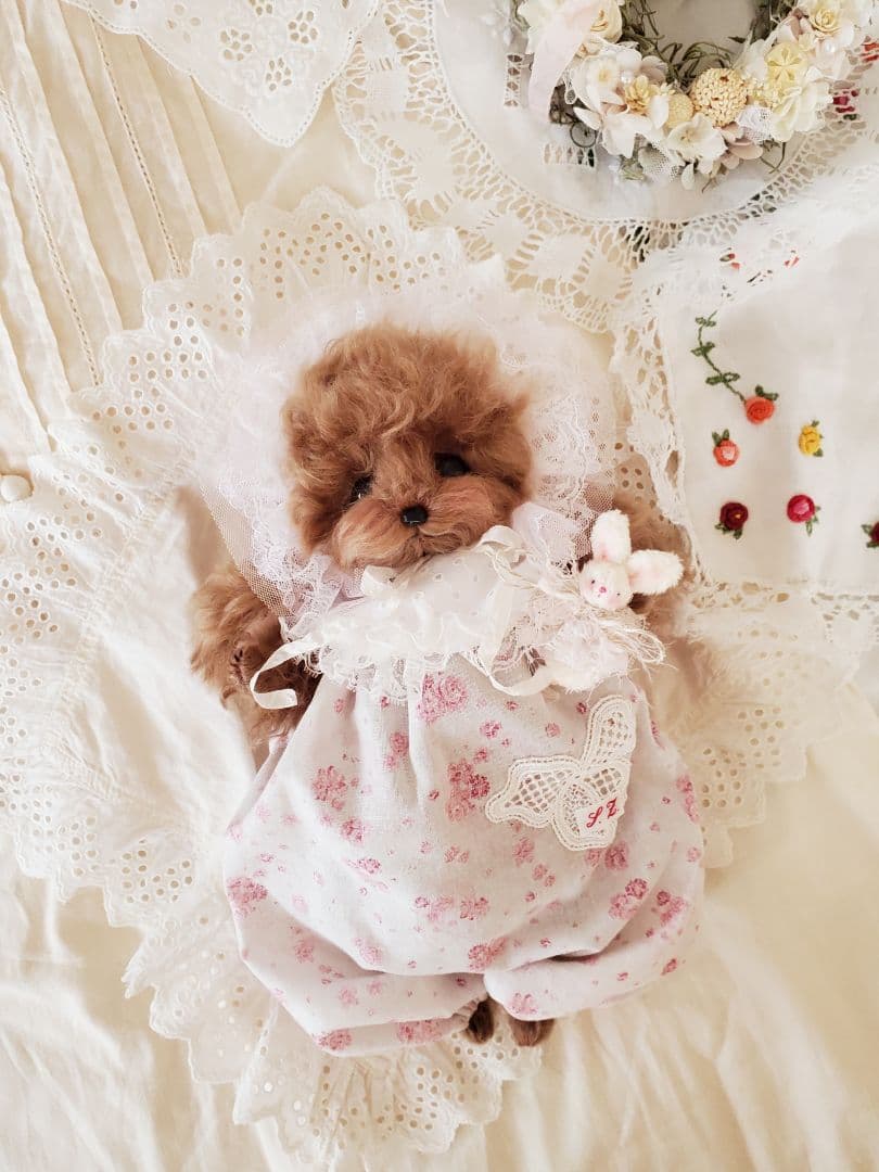 カーリーモヘアのbabyトイプードルちゃん♡レッドカラー テディベア