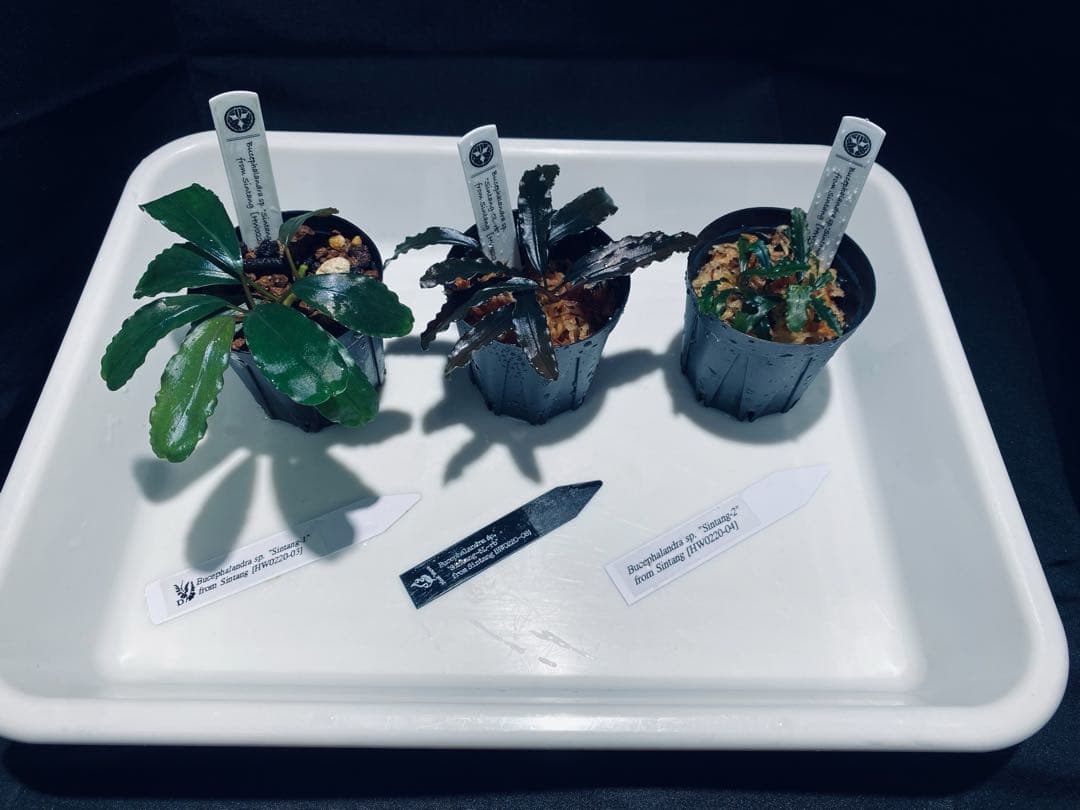 【HW便】ブセファランドラセット② s-l1200.png