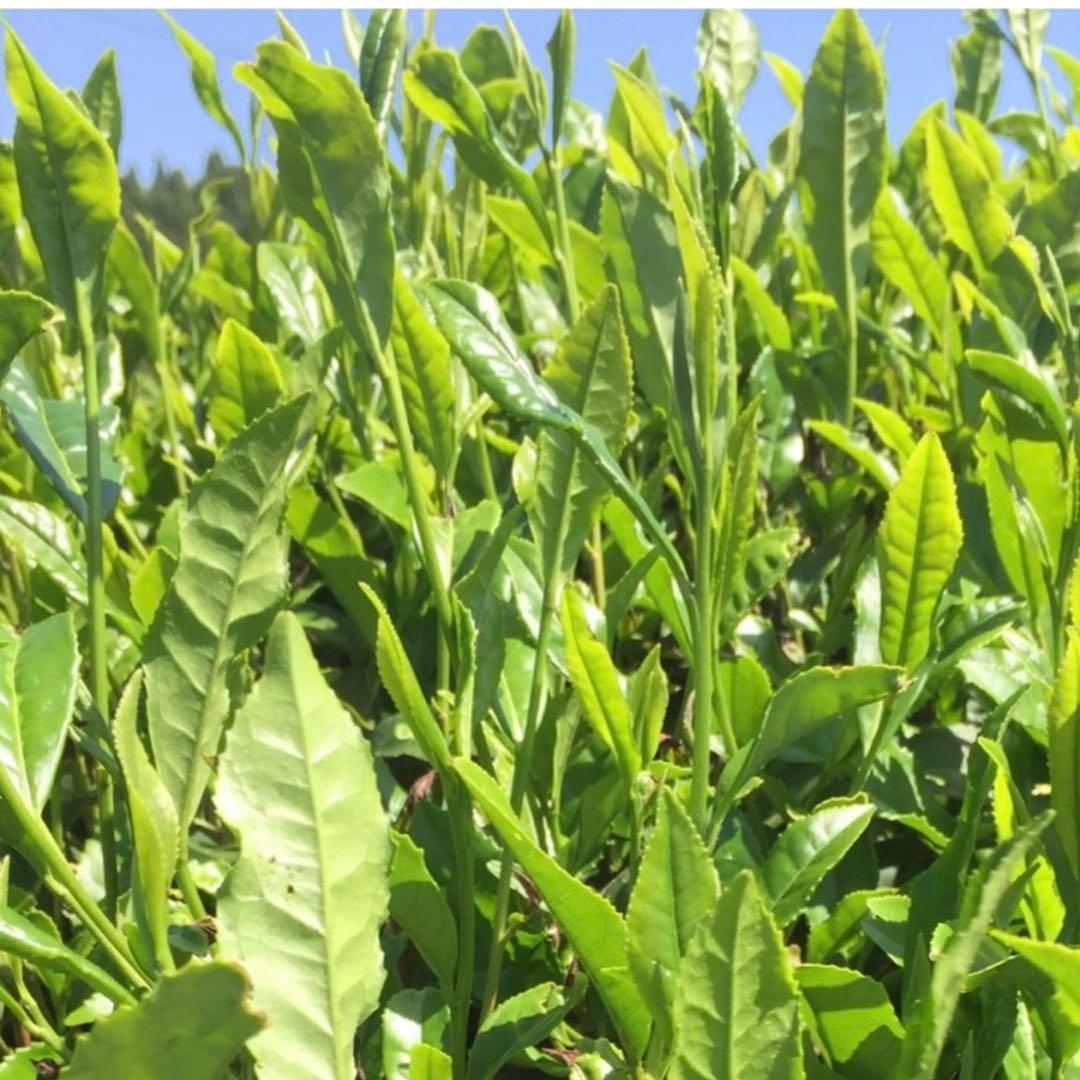 八女茶，緑茶(特上白折)12袋 楽一番公式アカウントL6様