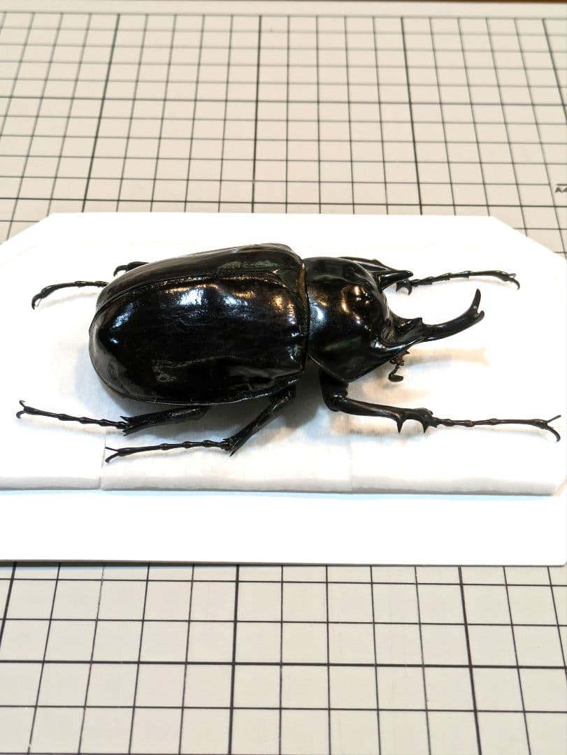 標本】ヴァズデメロゾウカブトボリビア産100.1ミリ飼育品WF2