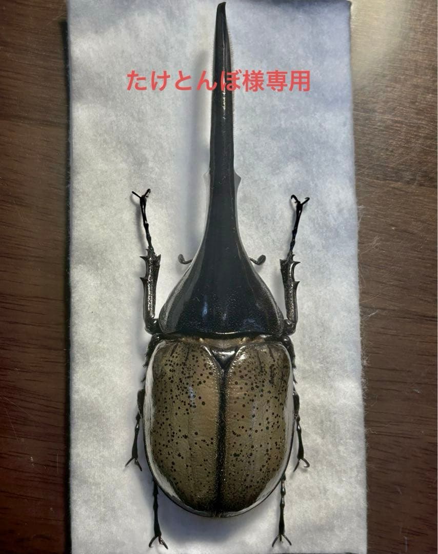 ⭐️⭐️ヘラクレス２亜種♂標本⭐️⭐️ 2024年WILDからの 世界最高峰亜種!! 8年振り復帰戦 2024年9月中旬から