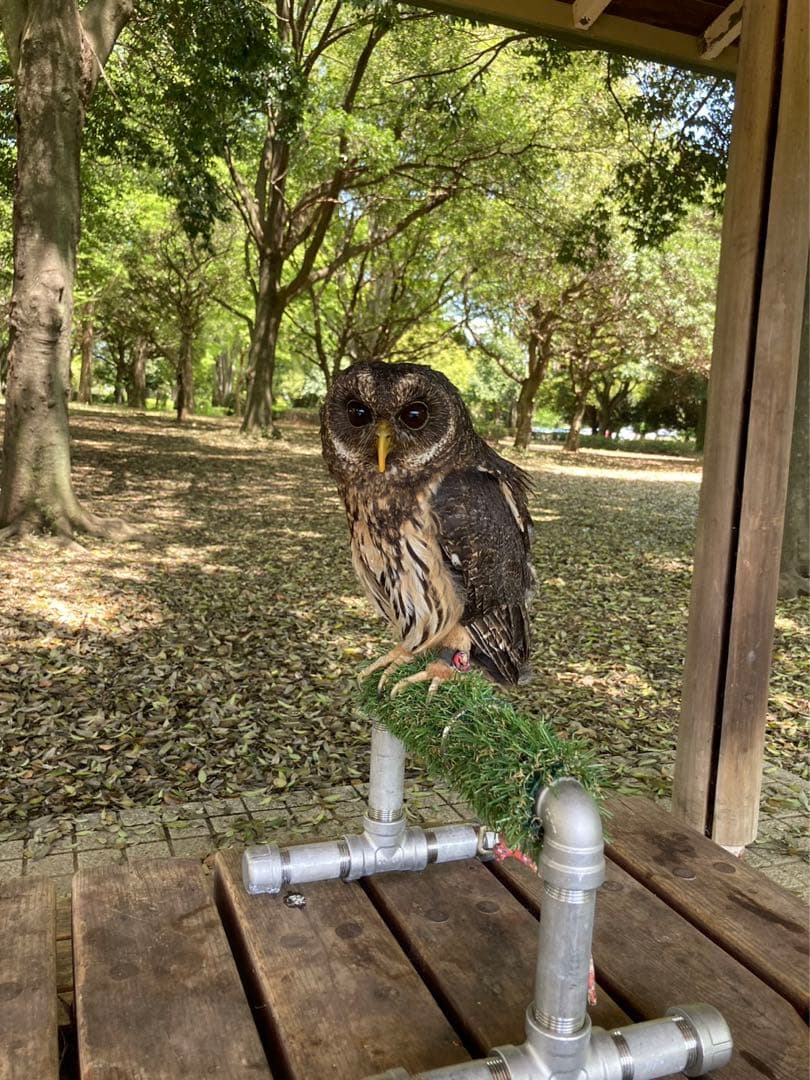 小型猛禽類用　パーチ　ハンドメイド 小型猛禽類用 パーチ ハンドメイド 小型猛禽類用パーチハンドメイド