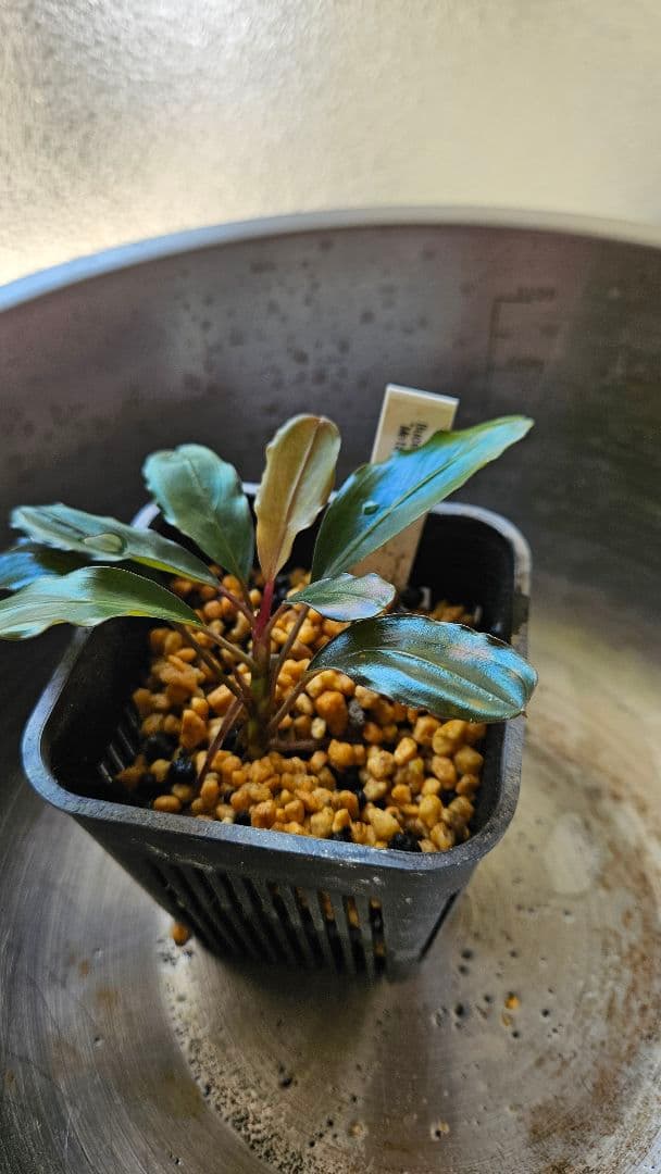 ブセファランドラ メタリックダークレッド Metallic dark red 魚用品・水草