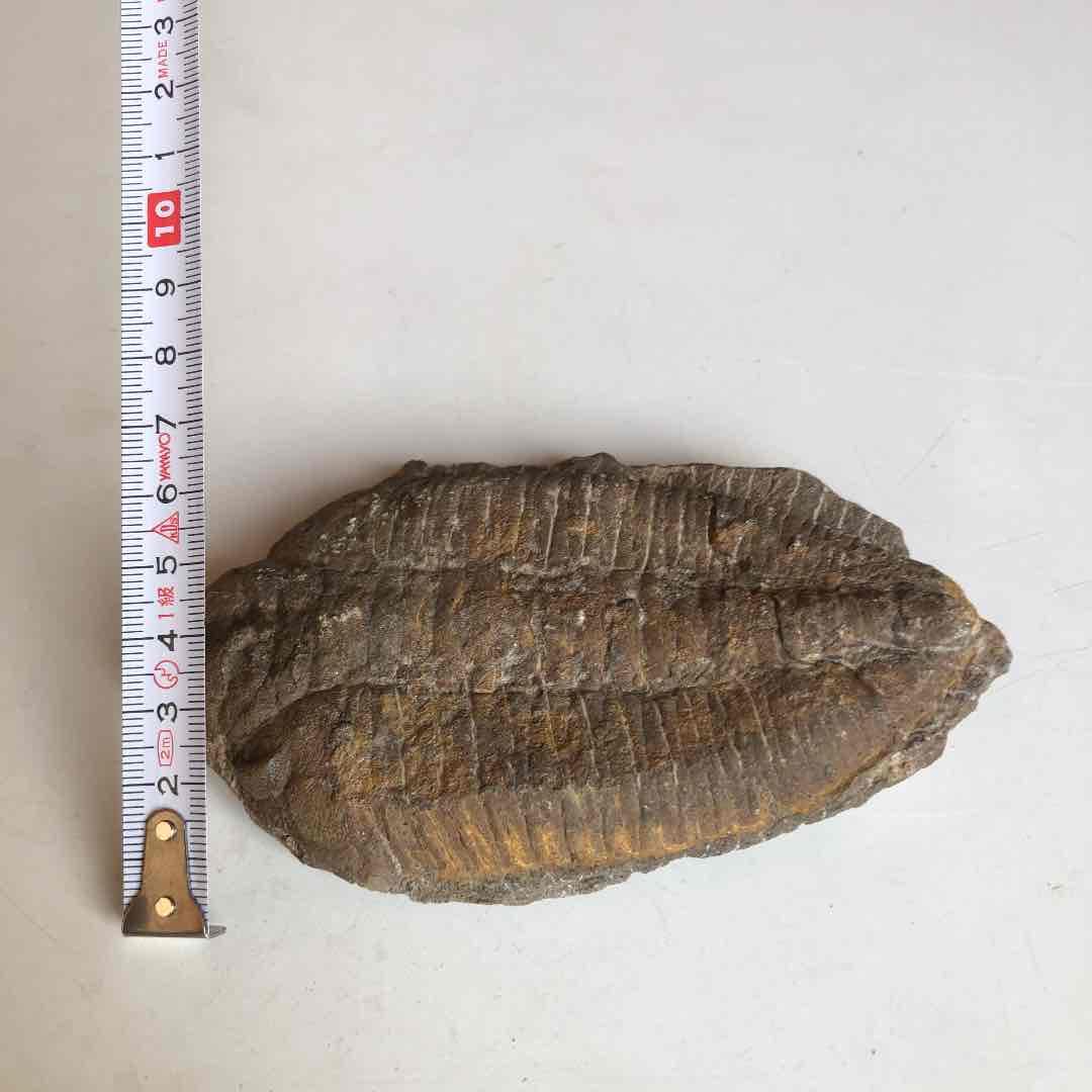 モロッコ産 三葉虫化石 現在輸出禁止です。 美術品・アンティーク