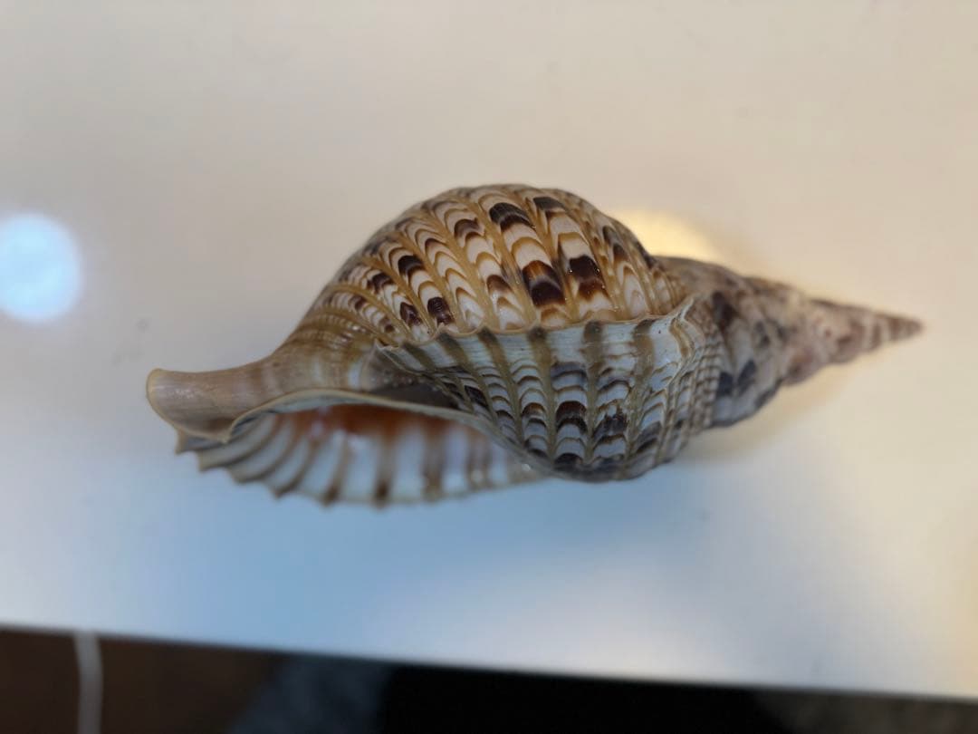 法螺貝　ホラ貝