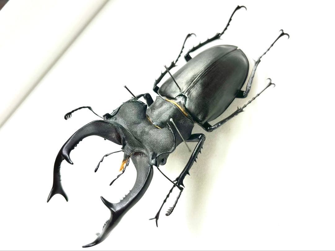 ユダイクスミヤマクワガタ 94mm 標本