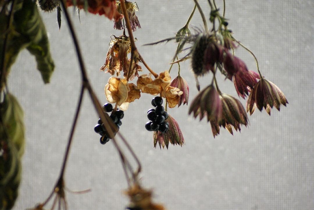 SONY α200 デジタル一眼 35-105 100-300 ダブルレンズ※注