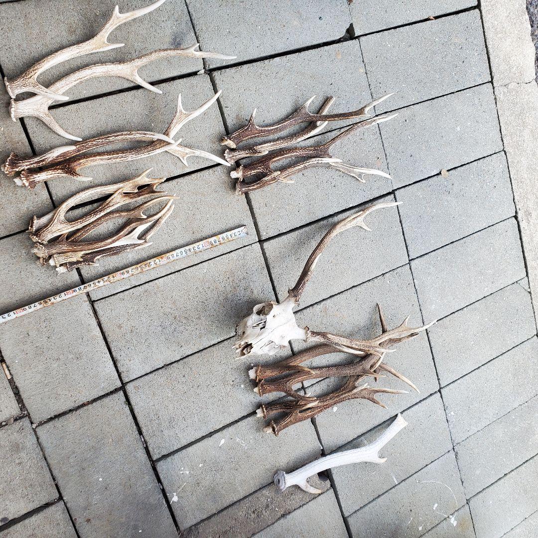 鹿の角　 インテリア　素材　工作