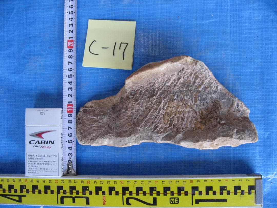 化石 C-40 C-30 C-17