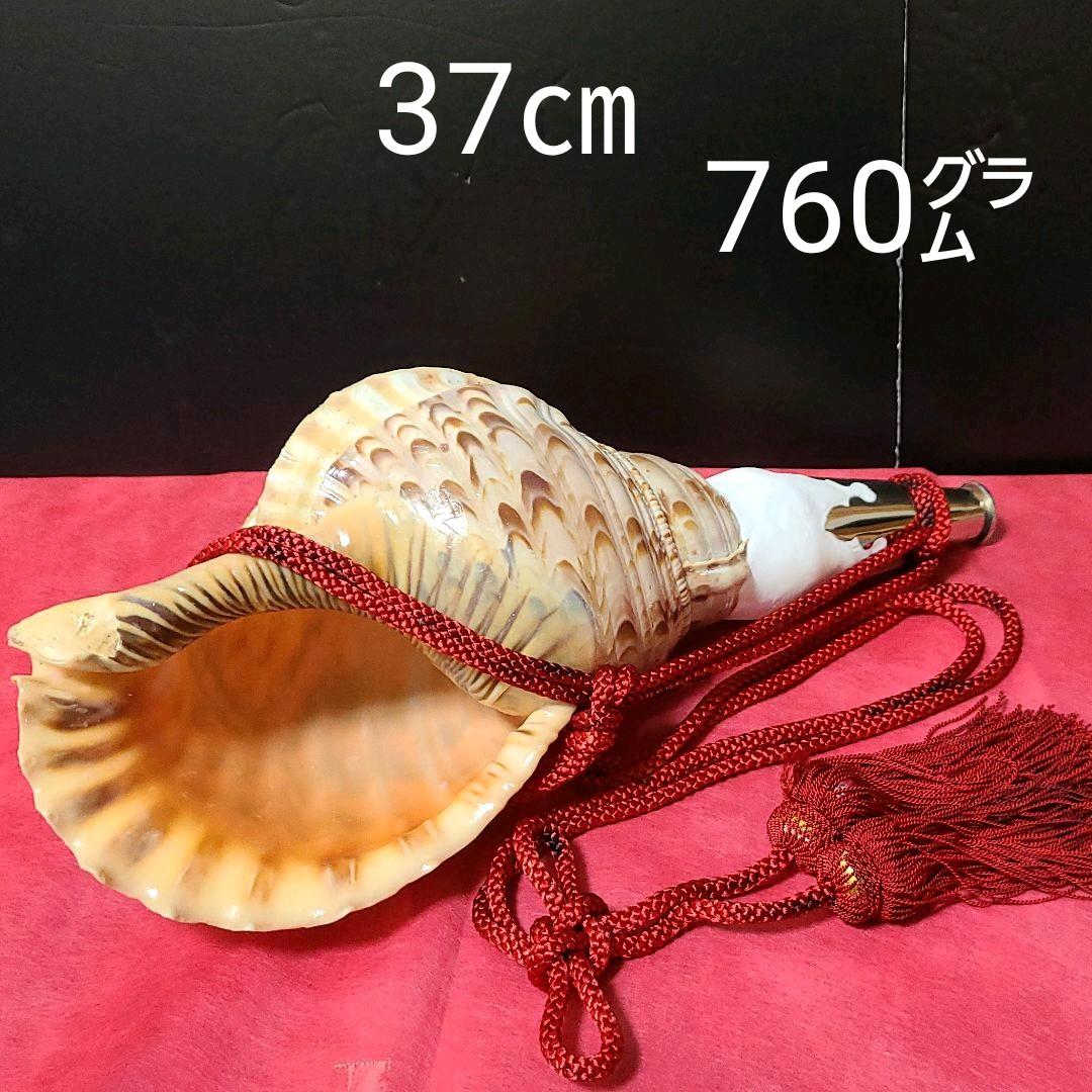 節約 魔除け 法螺貝 ホラ貝 ほらがい 置物 修験道 魔除け 法螺貝 ホラ貝