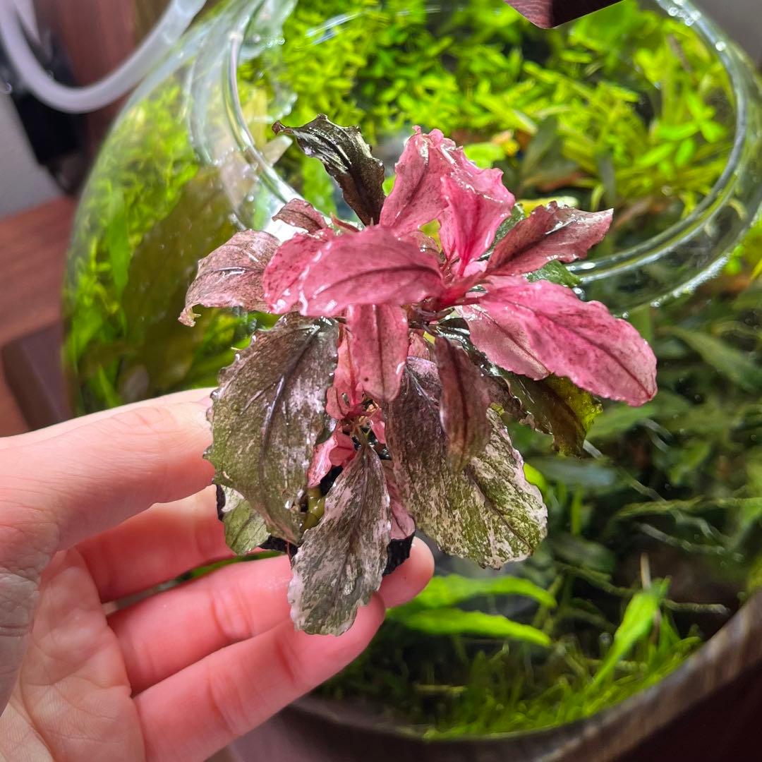 ブセファランドラsp ピンクバリエガータ