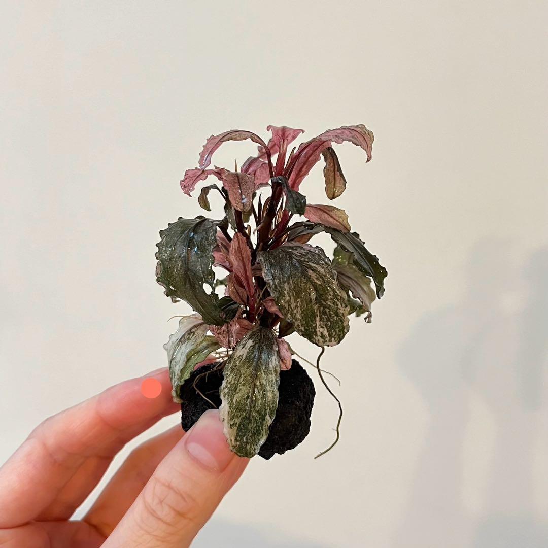 水中葉］ブセファランドラ sp. ピンクバリエガータ