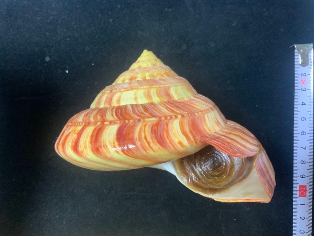 リュウグウオキナエビス　超偏平型　濃色　美品【期間限定値下げ】