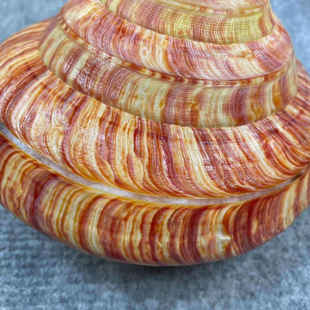 リュウグウオキナエビス　超偏平型　濃色　美品【期間限定値下げ】