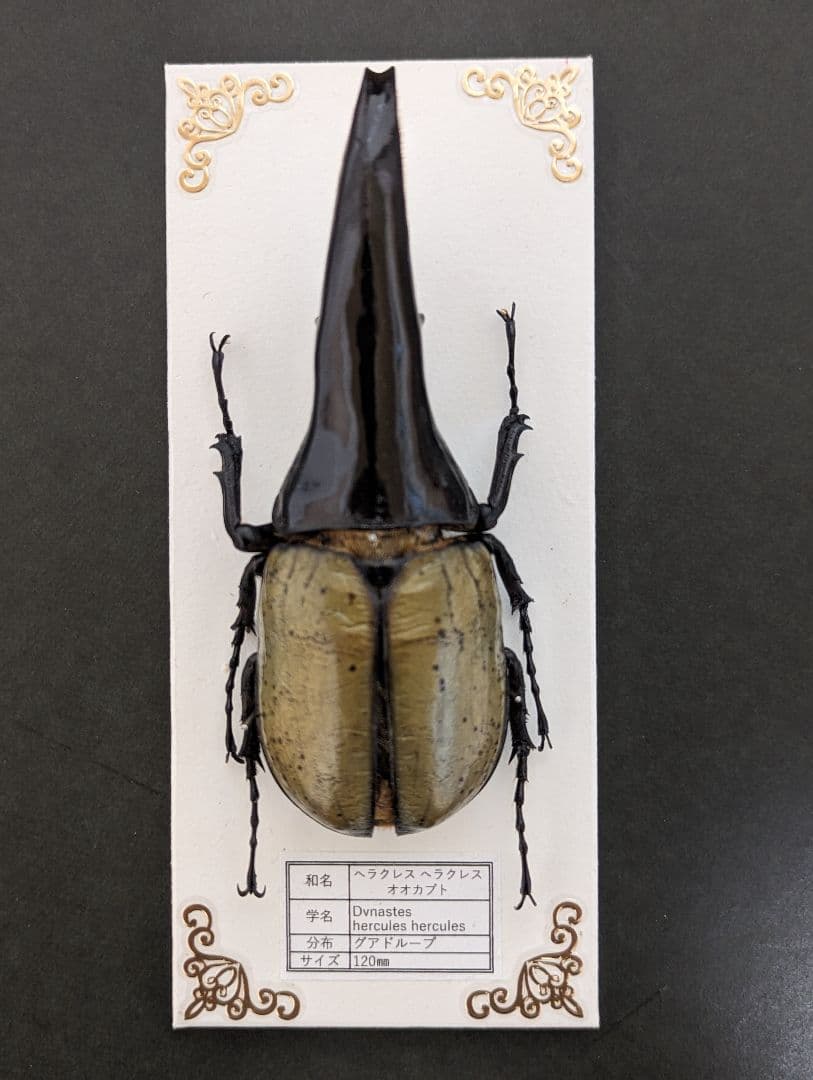 ヘラクレス標本用超極太