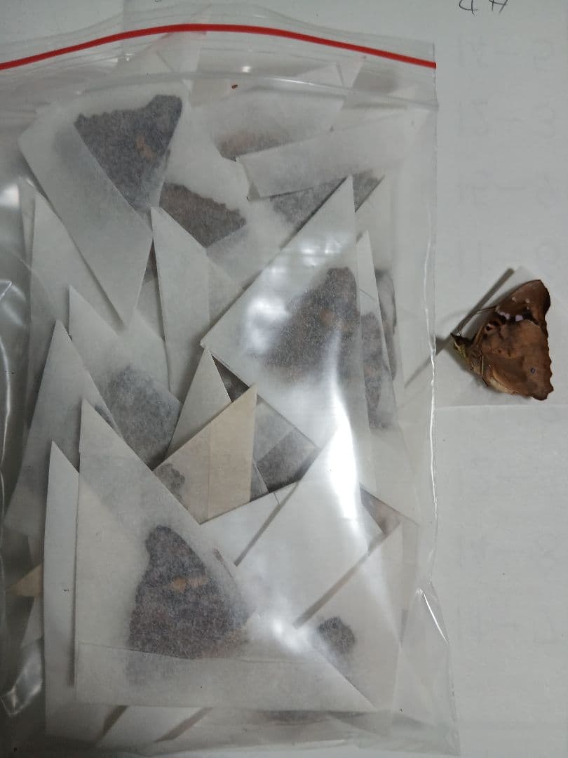 海外産標本｜ペルー産 蝶類 昆虫標本