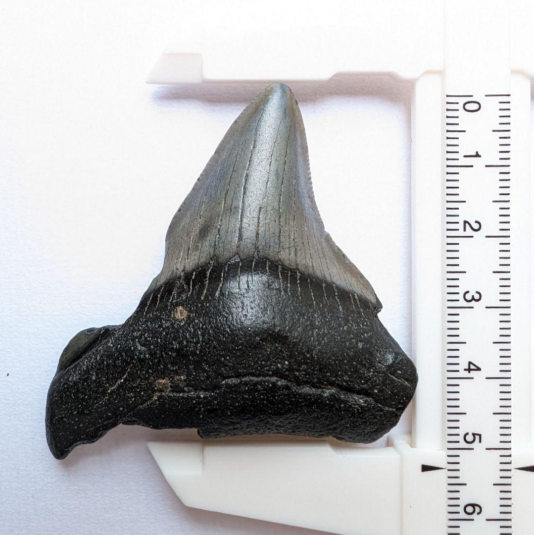 巨大サメ・メガロドンの歯化石 本物 メガロドンの歯 化石 サメ 7.7cm アメリカ合衆国 本物 メガロドン