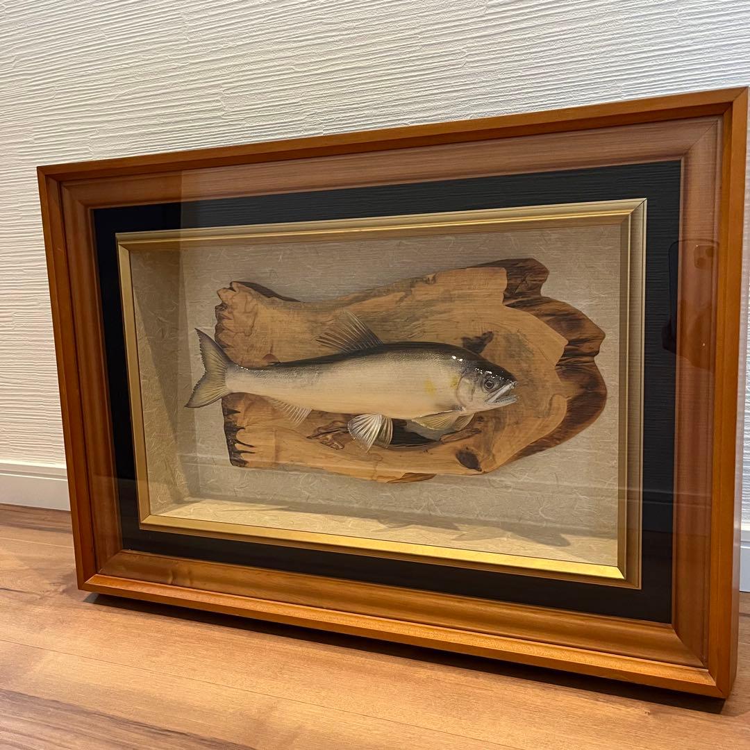 鮎　剥製 鮎剥製壁掛け 鮎剥製壁掛け 鮎剥製壁掛け 鮎剥製壁掛け 鮎 水中糸 ZX