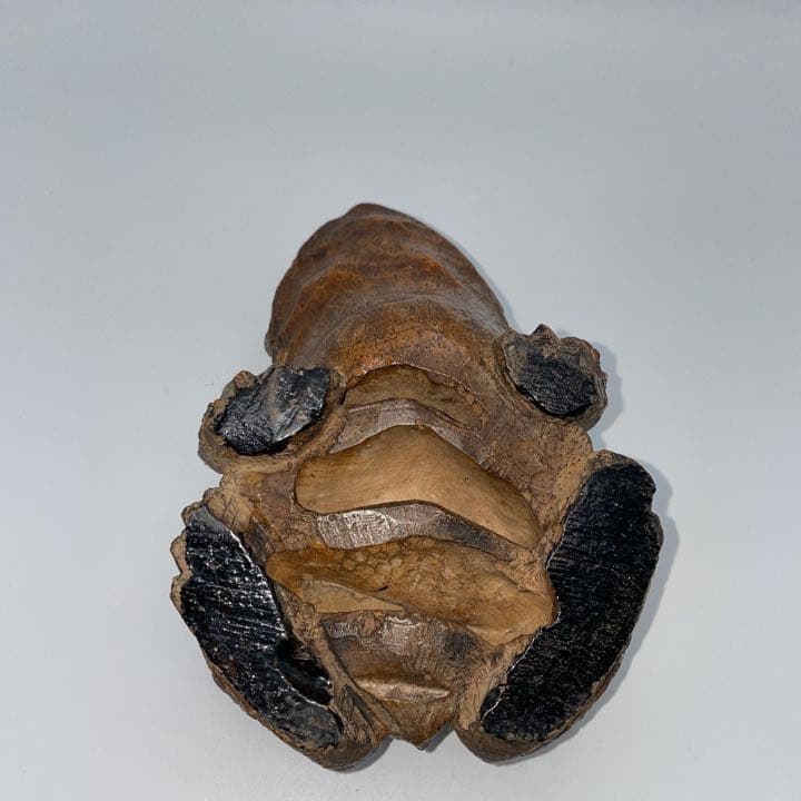 かえるの置物 竹根 - メルカリ