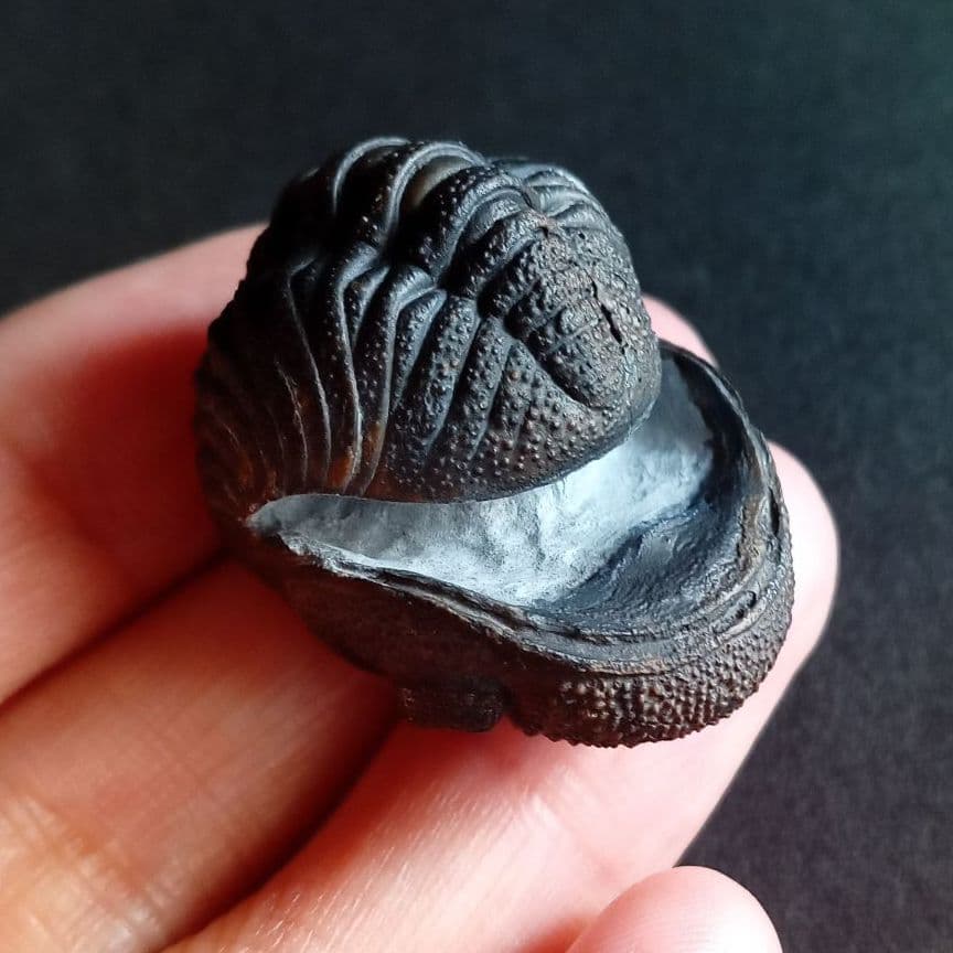 化石 標本 三葉虫 モロコプス torkozensis